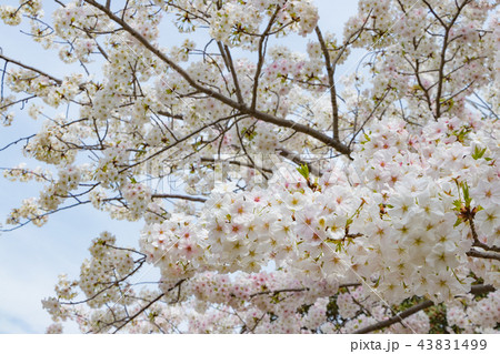 新横浜公園の桜 新横浜公園の桜 43831499