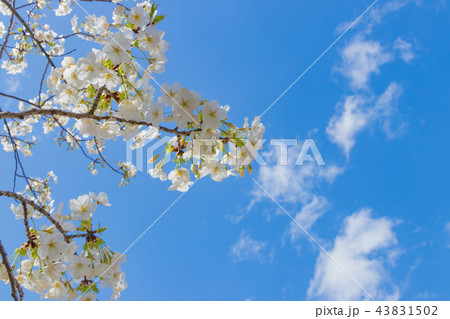 新横浜公園の桜 新横浜公園の桜 43831502