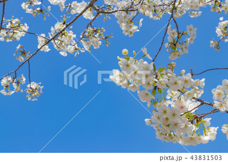 新横浜公園の桜 43831503