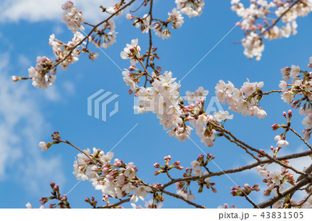 新横浜公園の桜 新横浜公園の桜 43831505