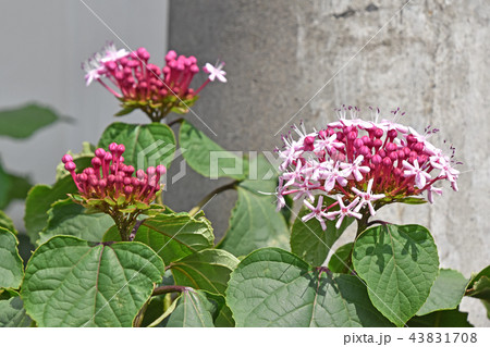 ボタンクサギ（牡丹臭木） 43831708