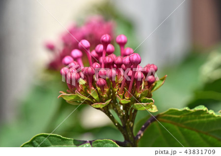 ボタンクサギ（牡丹臭木）の蕾 43831709