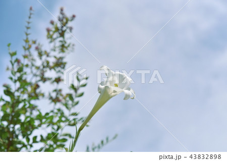 ゆりと空 ゆりと空 43832898