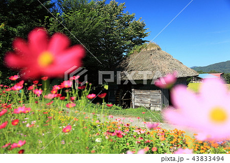 山口の水車小屋とコスモス 43833494