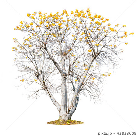 Cochlospermum regium flower isolated on white Cochlospermum regium flower isolated on white 43833609