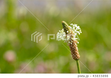 ヘラオオバコ　荒川河川敷 43833898