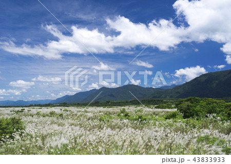 すすき 薄 すすきの 43833933