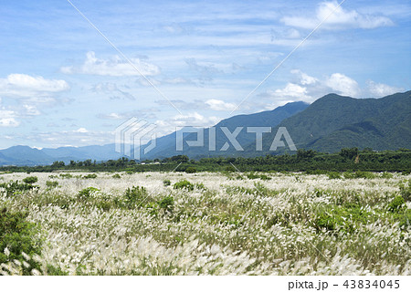 すすき 薄 すすきの 43834045