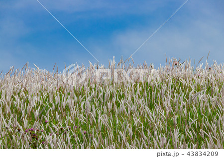 東京都荒川河川敷のチガヤの海 東京都荒川河川敷のチガヤの海 43834209