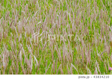 東京都荒川河川敷のチガヤの海 東京都荒川河川敷のチガヤの海 43834210
