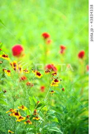 野の花の香りと輝きの花園 43834338