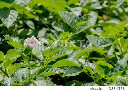 じゃがいも畑 じゃがいもの紫の花の写真素材