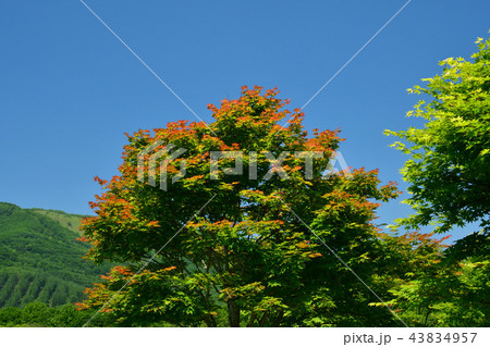 十勝千年の森 43834957