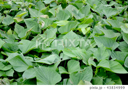 サツマイモ畑 43834999