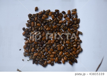 エビスグサの果実 43835339