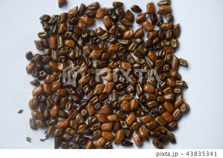 エビスグサの果実 43835341