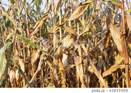 Field corn, agriculture Field corn, agriculture 43835409