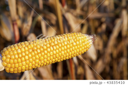 one Ripe corn cob one Ripe corn cob 43835410