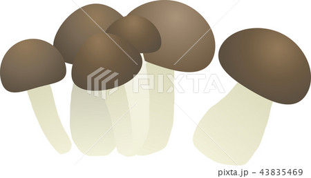 シメジ シメジ 43835469