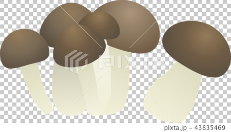 シメジ シメジ 43835469