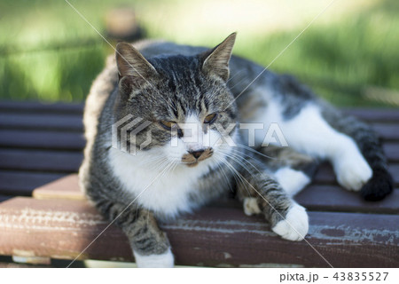 ベンチで猫 ベンチで猫 43835527