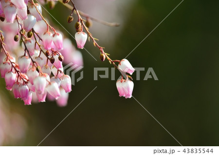 アセビの花 アセビの花 43835544