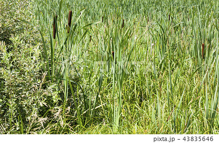 green grass 43835646