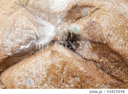 toxic dangerous mold 43835648