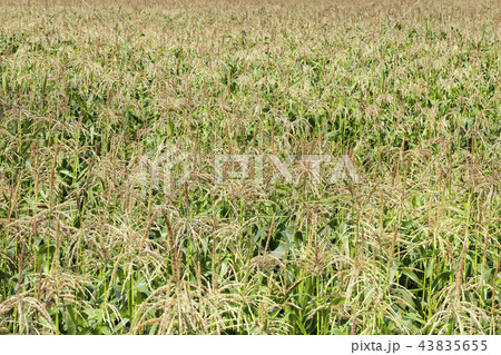 green corn plants 43835655