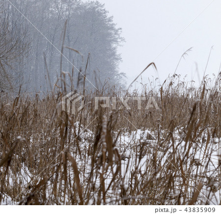 Winter landscape 43835909