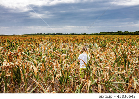 Boy standing in dry corn field in Denmark 43836642