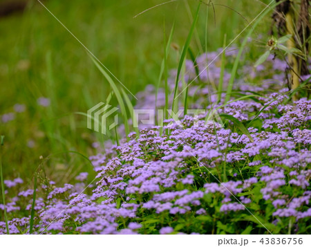 アゲラタム 43836756