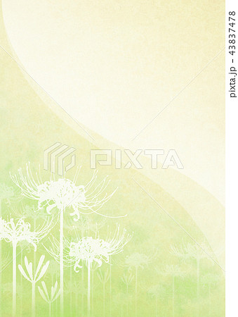 背景素材 彼岸花 43837478