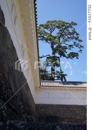 小田原城址公園 43837792