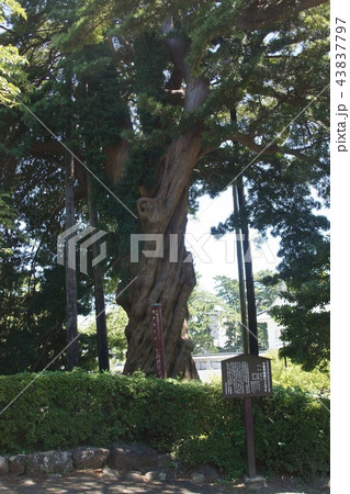 小田原城址公園 43837797
