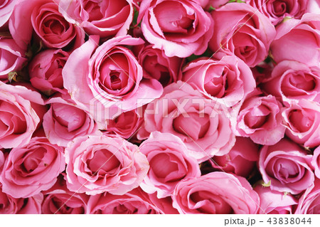 pink roses 43838044