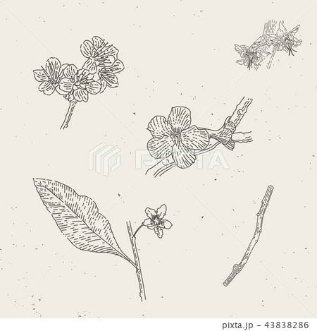 Vintage engraved illustrations of blossoms blooms 43838286