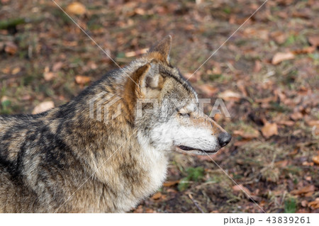 The head of a wolf from the side 43839261