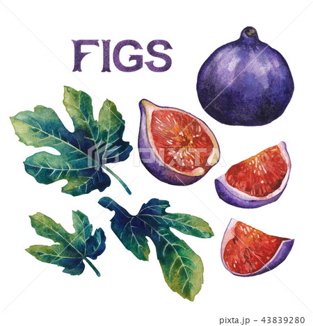 Watercolor fig fruits and leaves isolated on white background Watercolor fig fruits and leaves isolated on white background 43839280