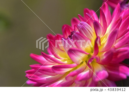ダリア ダリア 43839412