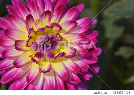ダリア ダリア 43839413