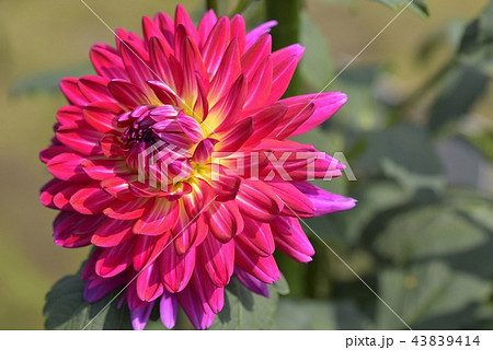 ダリア ダリア 43839414