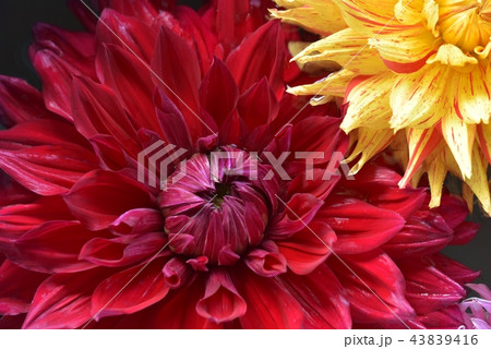 ダリア ダリア 43839416