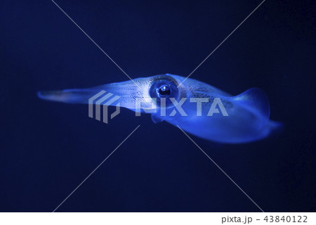 アクアリウムの青い光に照らされた小さいイカ 43840122