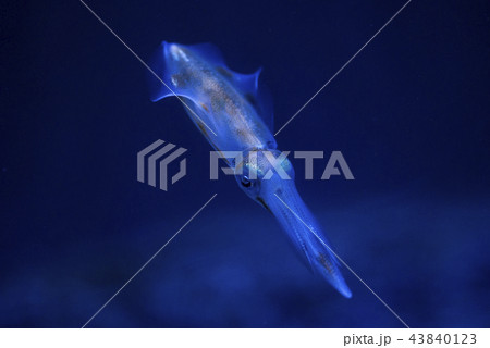 アクアリウムの青い光に照らされた小さいイカの写真素材 アクアリウムの青い光に照らされた小さいイカの写真素材