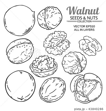 Walnut Plant Vectorのイラスト素材