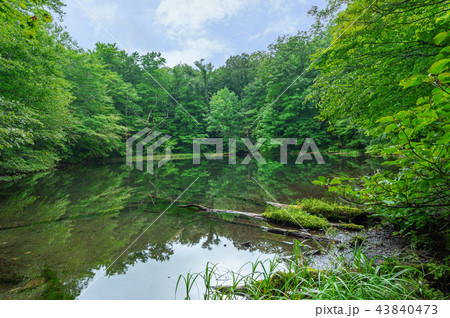 【青森県十和田】月沼-蔦の沼巡りの小道はぶな林の中 【青森県十和田】月沼-蔦の沼巡りの小道はぶな林の中 43840473