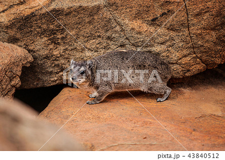 The rock hyrax (Procavia capensis) going to burrow 43840512