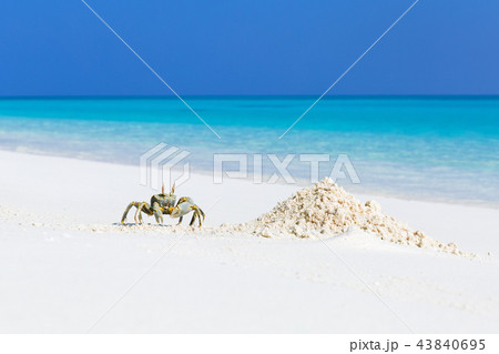 Ghost crab on white sandy beach Ghost crab on white sandy beach 43840695