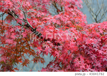 秋真っ盛りの紅葉 秋真っ盛りの紅葉 43841782